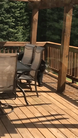 Black Bear Prowls About House Deck in Michigan