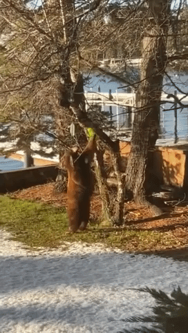 Hungry Bear Determined to Grab Bee Catcher