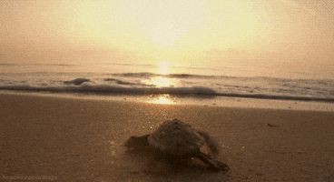 loggerhead turtle beach GIF by Head Like an Orange