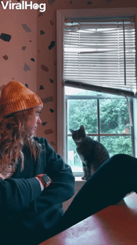 Cat Bonks Head on Window Sill