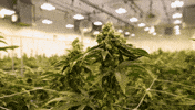 Plant Grow GIF by Exclusive Brands