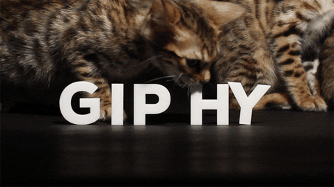 Cat Eating GIF by Originals