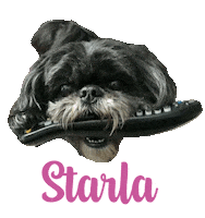 Dog Starla Sticker