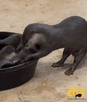 Baby Animals Otter GIF by Brookfield Zoo