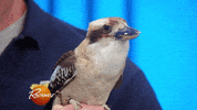 rachaelrayshow funny cute gif baby GIF