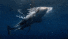 Andrew Mayne Ghostdiver GIF by Shark Week