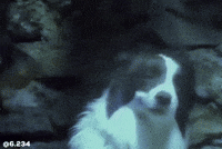 Dog GIF