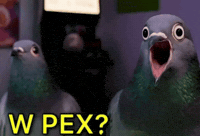Los Pecking GIF