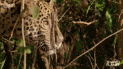 Hungry Big Cat GIF by PBS
