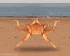 running crab crabs happy crab GIF