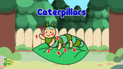 Butterfly Caterpillars GIF