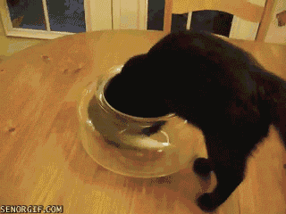 cat fishbowl GIF by Cheezburger