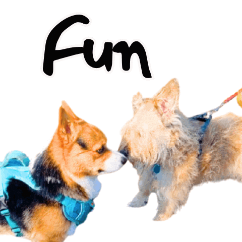 Fun Corgi Sticker