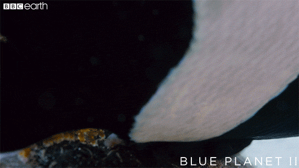 organise blue planet GIF by BBC Earth