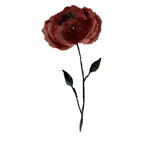 Kerstinsstudio giphyupload illustration rose romantic Sticker