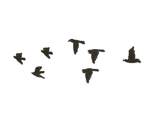 black and white bird STICKER