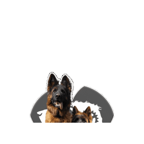 German Shepherd Pastore Tedesco Sticker by Asilo per cani Dog'sMind
