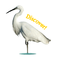 Discover Sticker by Mandai Wildlife Reserve