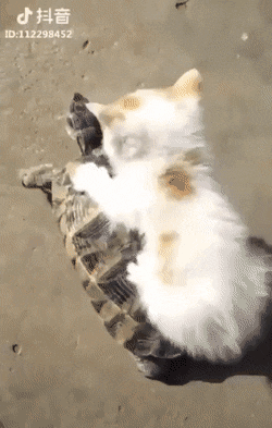 GifVif giphyupload gifvif GIF