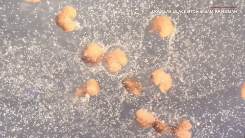 7NEWSAustralia giphyupload GIF