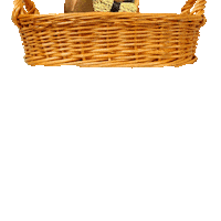 Daschund Gotcha Day Sticker