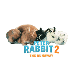 Look Bunny Sticker by Peter Rabbit Movie