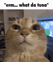 Confused Cat GIF