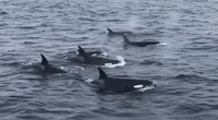 Pod of Orcas Swim Alongside California Whale Watching Boat