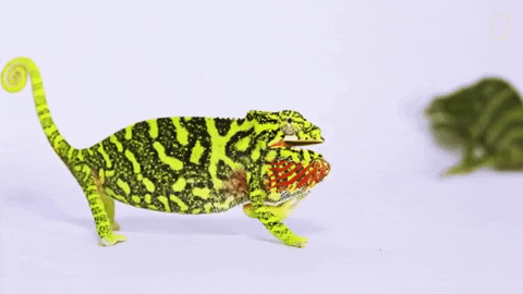 natgeowild giphygifmaker nat geo wild chameleon GIF