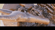 Horseshoe Crab GIF by Raven Banner Entertainment