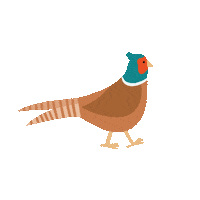 Pheasant Sticker by Martinut