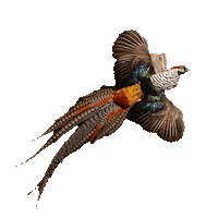 CreelandGow bird nyc flight curiosity Sticker