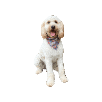 Doodle Happy Dog Sticker by Geekster Pets