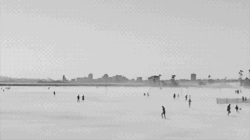 sub pop fly GIF by Sub Pop Records