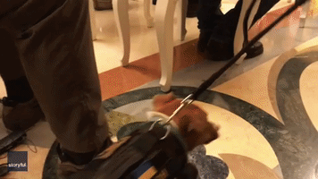 Mine-Sniffing Dog Awarded State Honors From Zelensky