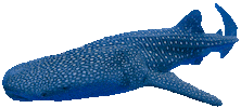 Sleepy Discovery Channel Sticker by Shark Week