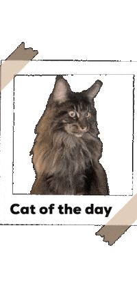 Cat Sticker Sticker