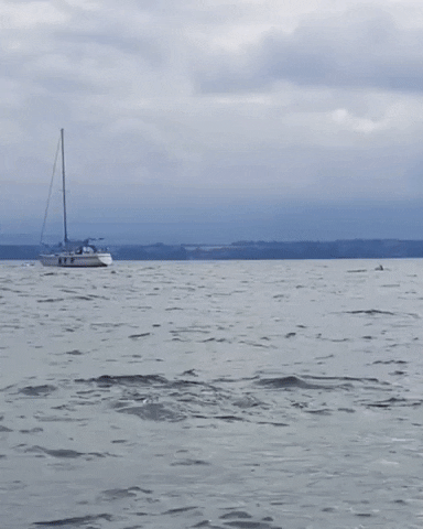 thetallis giphygifmaker GIF
