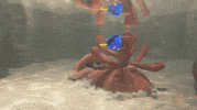 finding nemo pixar gif GIF by Disney Pixar