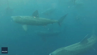 Breaching Basking Shark Joins Dive Group