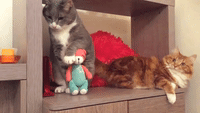 Cat Sulks After Quarrel With Furry Pal
