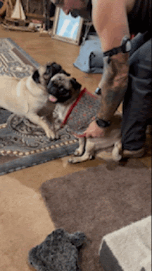 MrsGrayMarlin giphyupload GIF