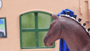 Rain Horse GIF by Skint Dressage Daddy
