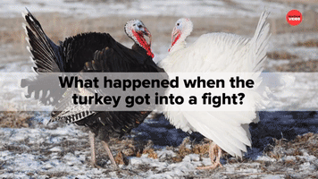 What Happened When the Turkey Got Into a Fight?