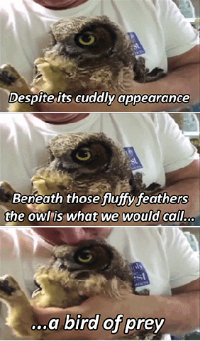 owl GIF