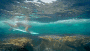 wave surf GIF by Red Bull
