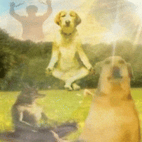Brazil Dank Memes GIF by Database數據