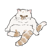 Cat Obi Sticker