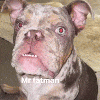 Slokied GIF