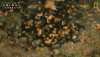 National Geographic GIF by Nat Geo Wild